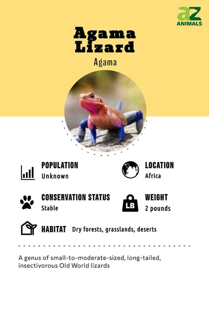 Agama lizard infographic