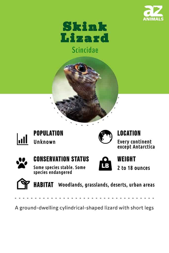 Skink Lizard infographic