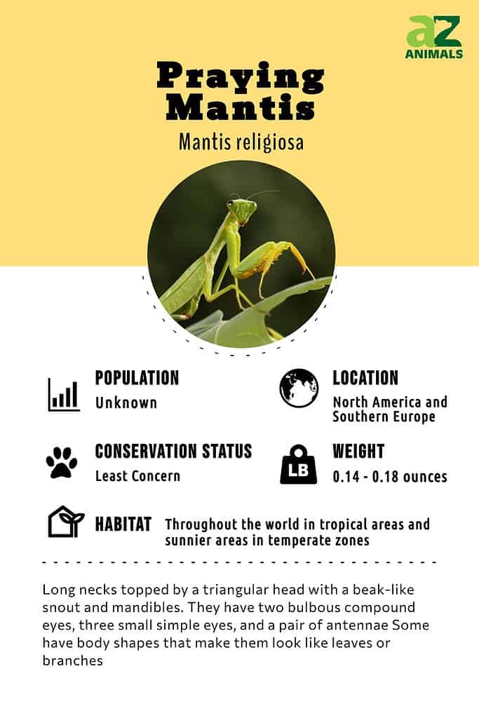 praying mantis life cycle diagram for kids