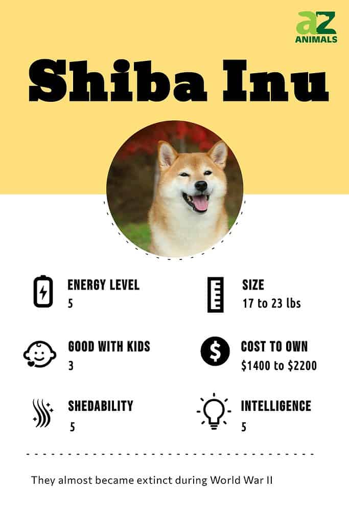 do shiba inus bite a lot