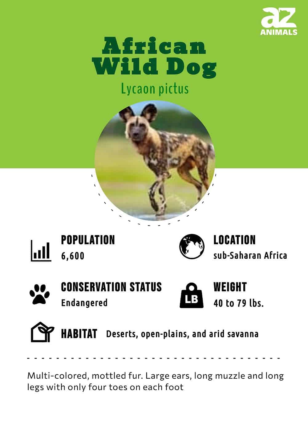 what is a group of african wild dogs called