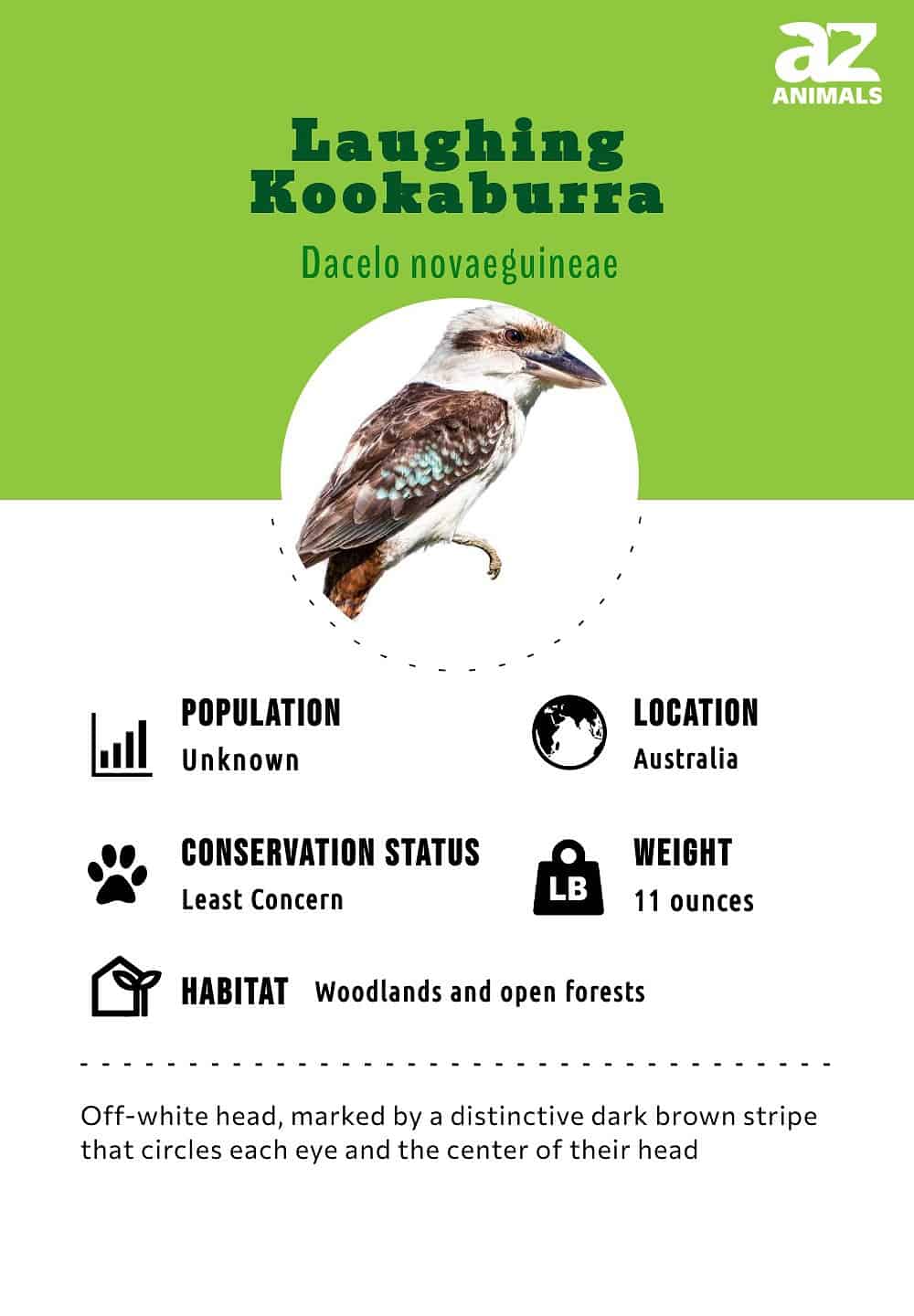 Laughing Kookaburra Bird Facts - A-Z Animals