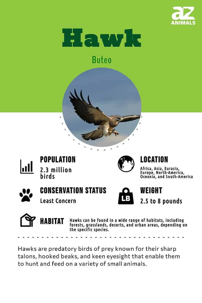 Hawk, Types, Diet, & Facts