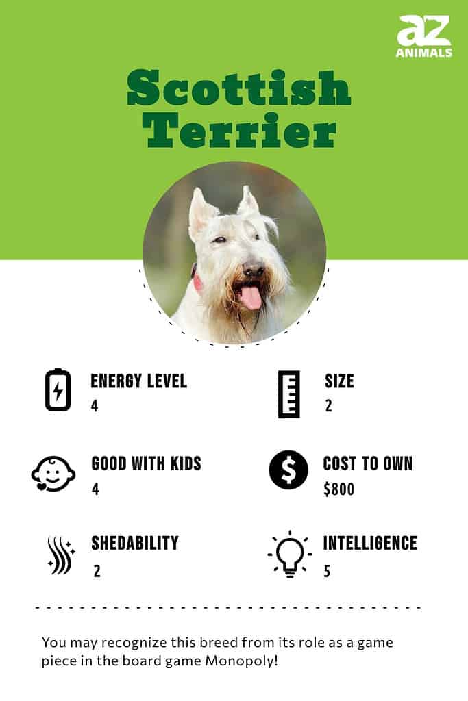 are scottish terriers aggressive