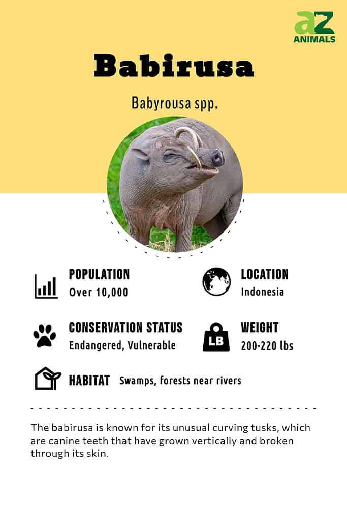 baby babirusa