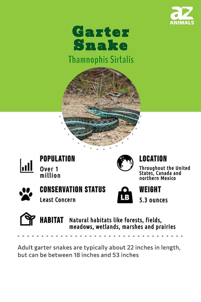Garter Snake AZ Animals