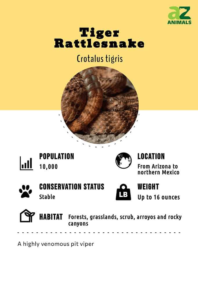 Tiger rattlesnake infographic