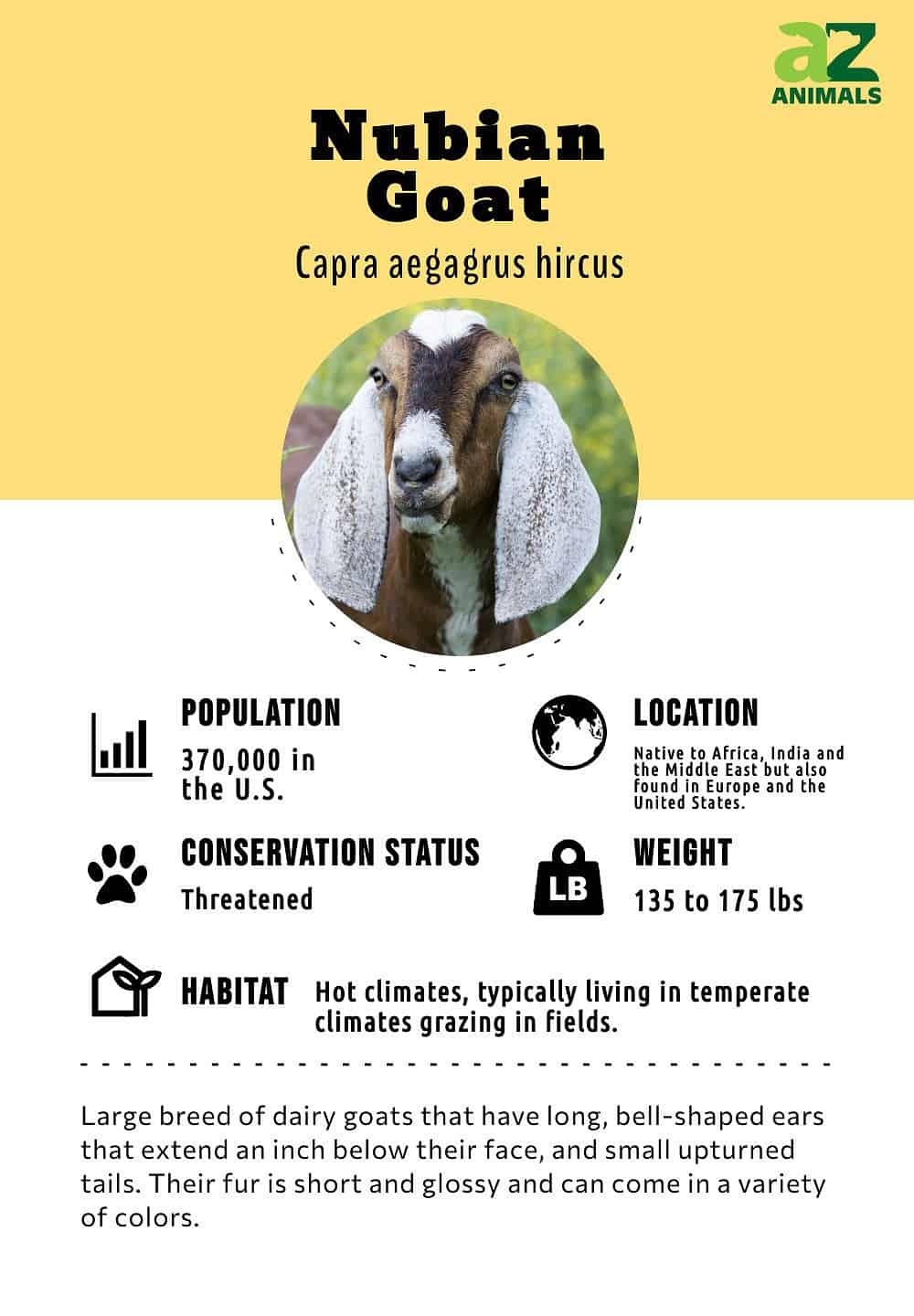 Goats - Facts, Diet, Milk & Habitat Information
