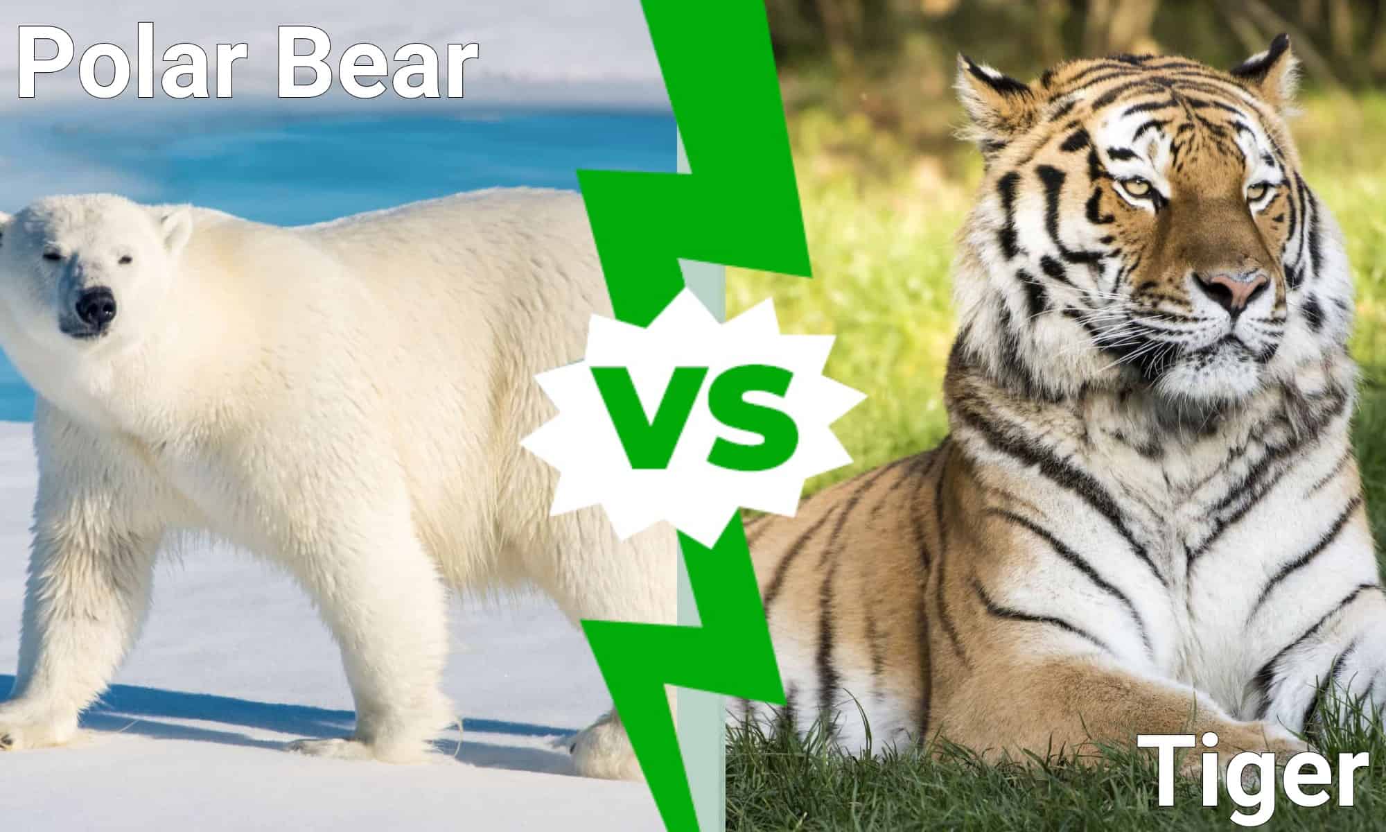 polar bear vs. tiger