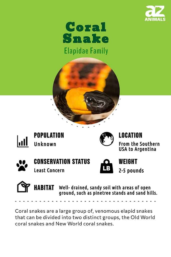 Coral Snake infographic