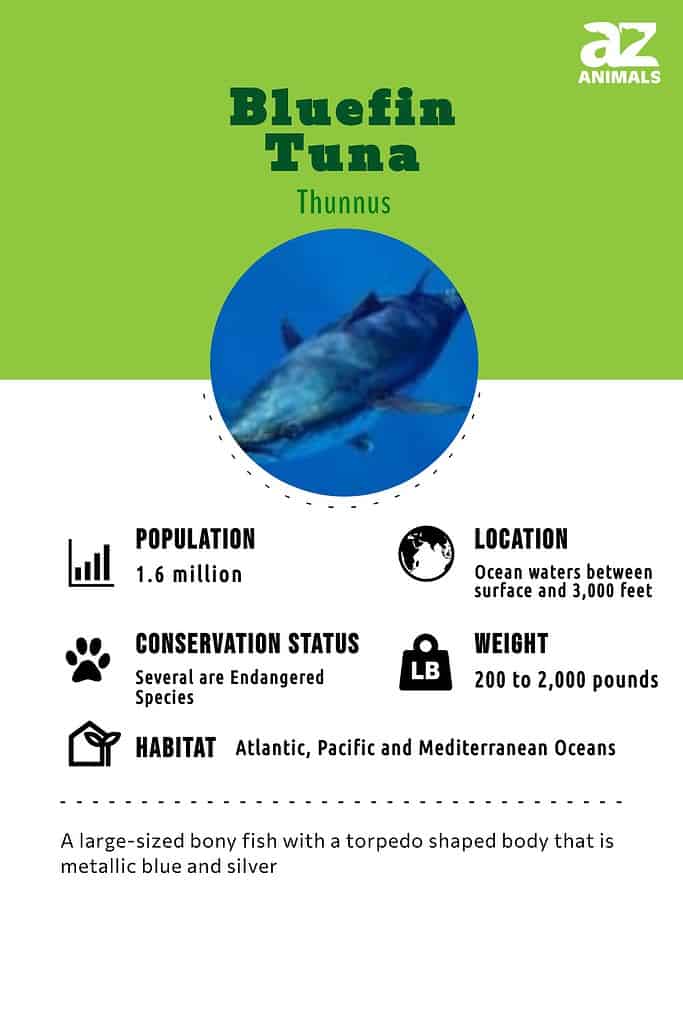 Bluefin tuna infographic