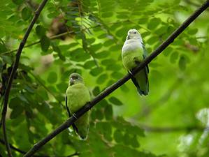 Male vs. Female Lovebirds: 5 Key Differences Picture