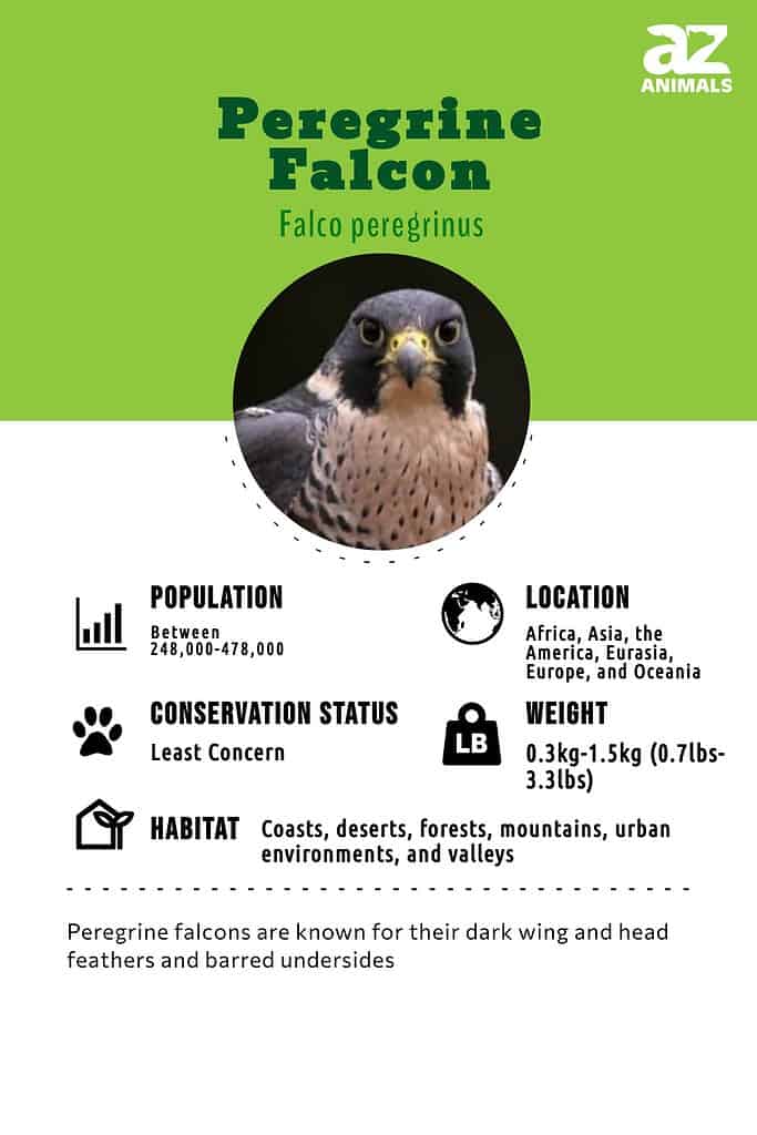 Facts About Peregrine Falcons-Buffalo Bill Center of the West