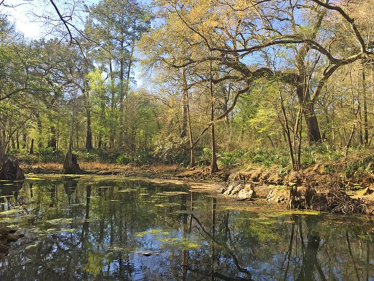 9 Caves In Florida (From State Parks To Hidden Treasures) - A-Z Animals