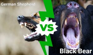 German Shepherd vs. Bear: Which Animal Would Win a Fight? Picture