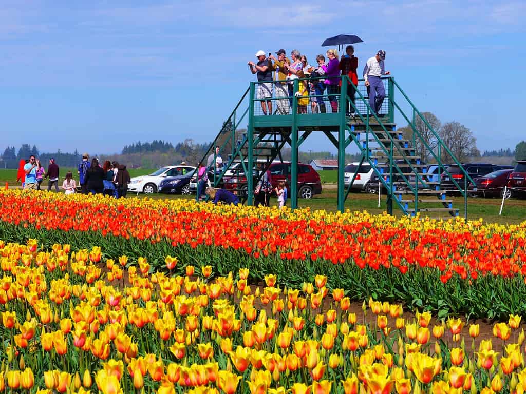 Wooden Shoe Tulip Festival in Oregon