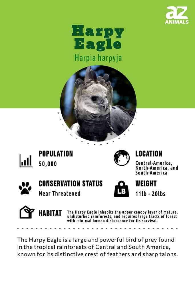 Meet the Harpy Eagle (Harpia harpyja). This apex predator inhabits forests  in Central and South America, where it hunts monkeys, sloths