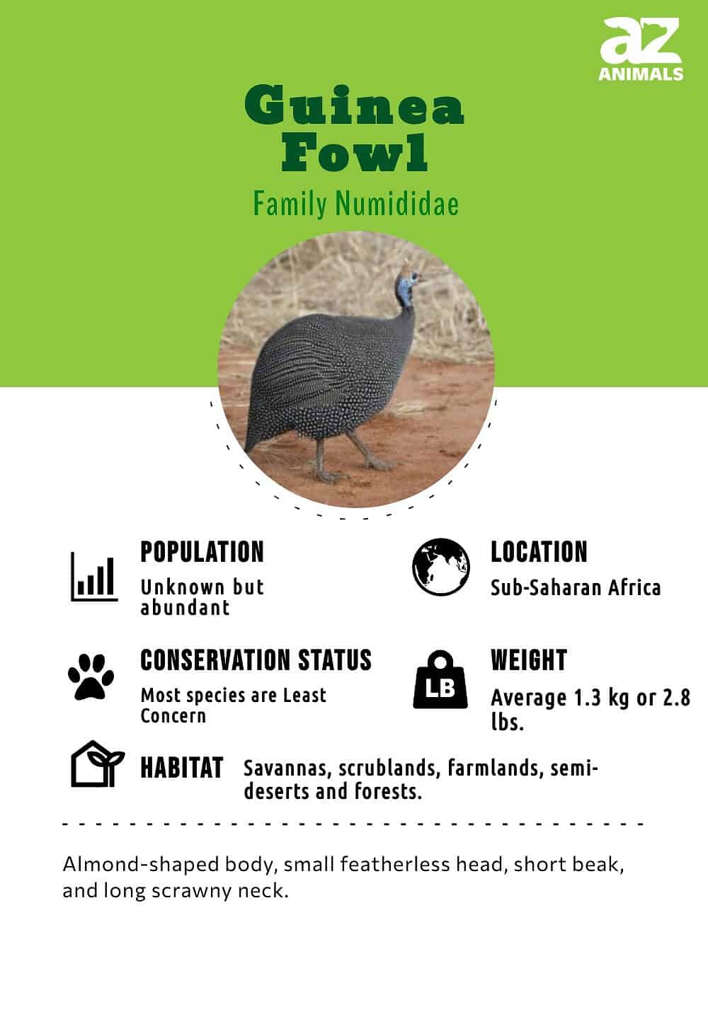 Guinea Fowl Bird Facts - A-Z Animals