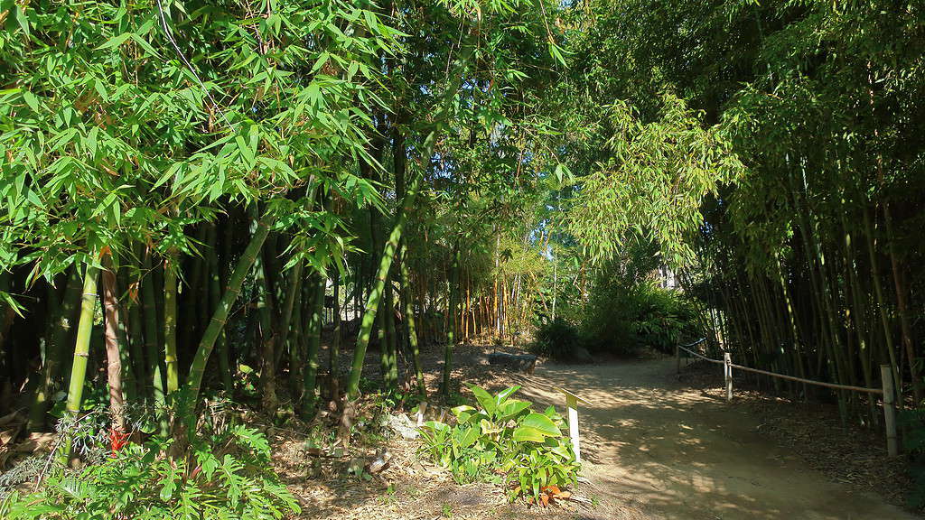 San Diego Botanic Garden, Bamboo Garden