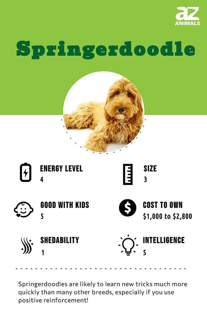 How to Play Fun, Healthy Games With Your Dog - PetHelpful