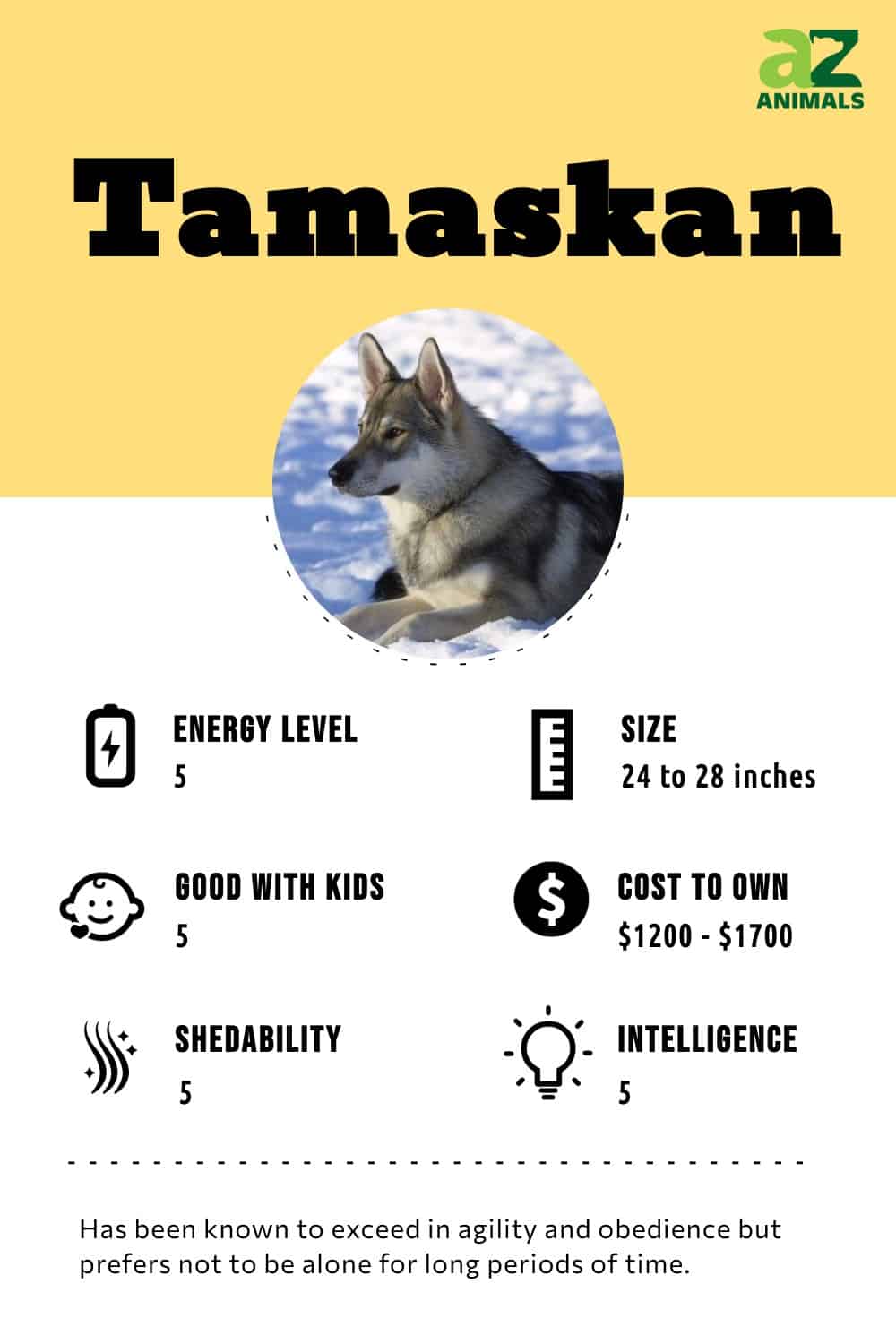 are tamaskan dog aggressive