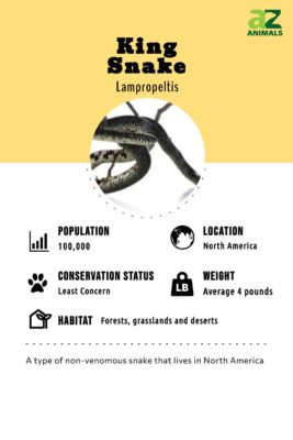 King Snake - A-Z Animals