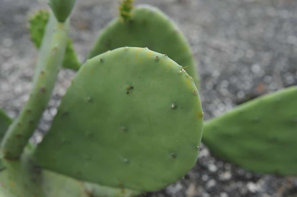Opuntia cacanapa 'Ellisiana', spineless prickly pear cactus