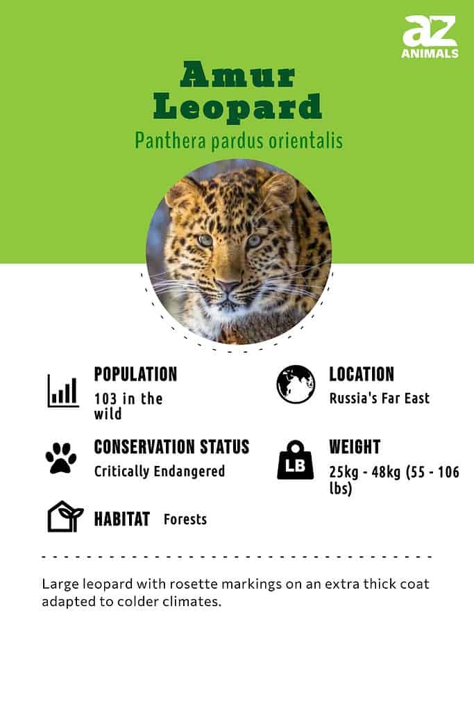 Amur Leopard Animal Facts  Panthera pardus orientalis - A-Z Animals