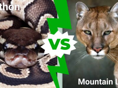 A A Full-Grown Python vs. Mountain Lion: Who Will Be the Winner?