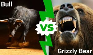 Epic Battles: Can a Raging Bull Take Down a Grizzly Bear? Picture