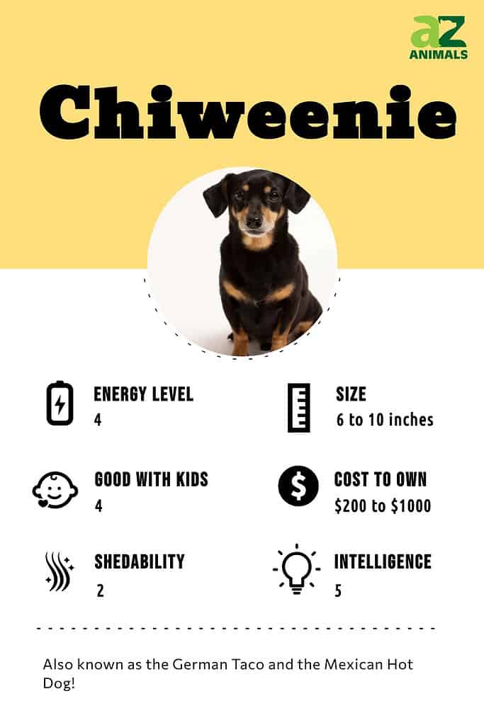 Chiweenie traits sale