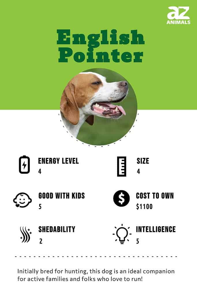 Pointer 2024 size dog