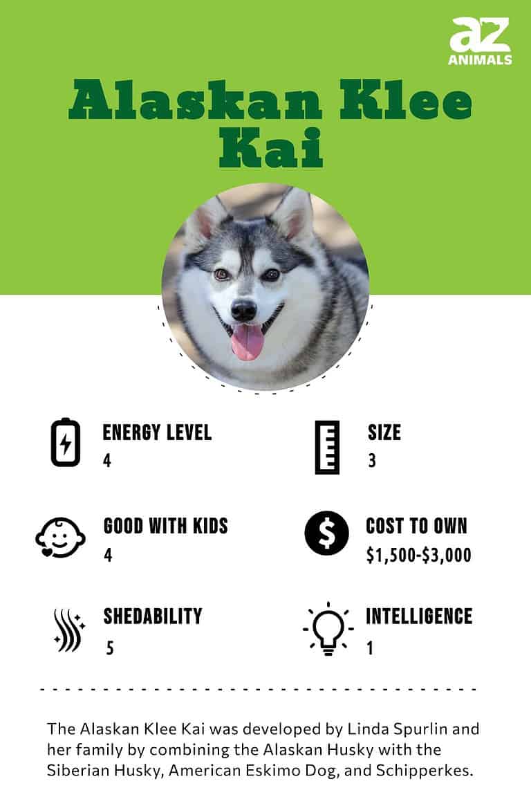 Alaskan Klee Kai - A-Z Animals