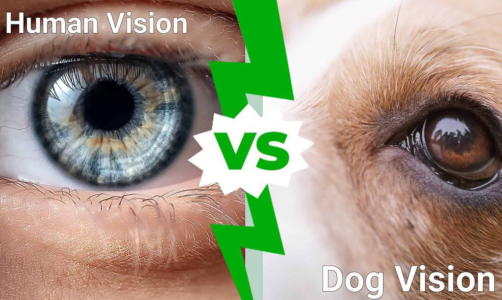 Human Vision vs Dog Vision