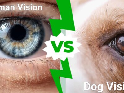 A Dog Vision vs. Human Vision: Who Can See Better?