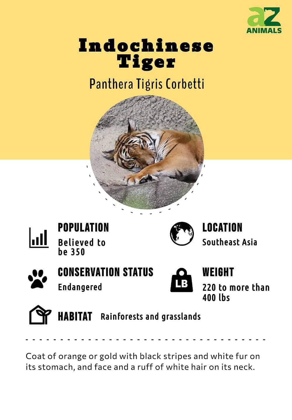 Full Indochinese Tiger Information