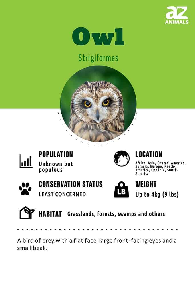 Birds of prey facts and conservation status