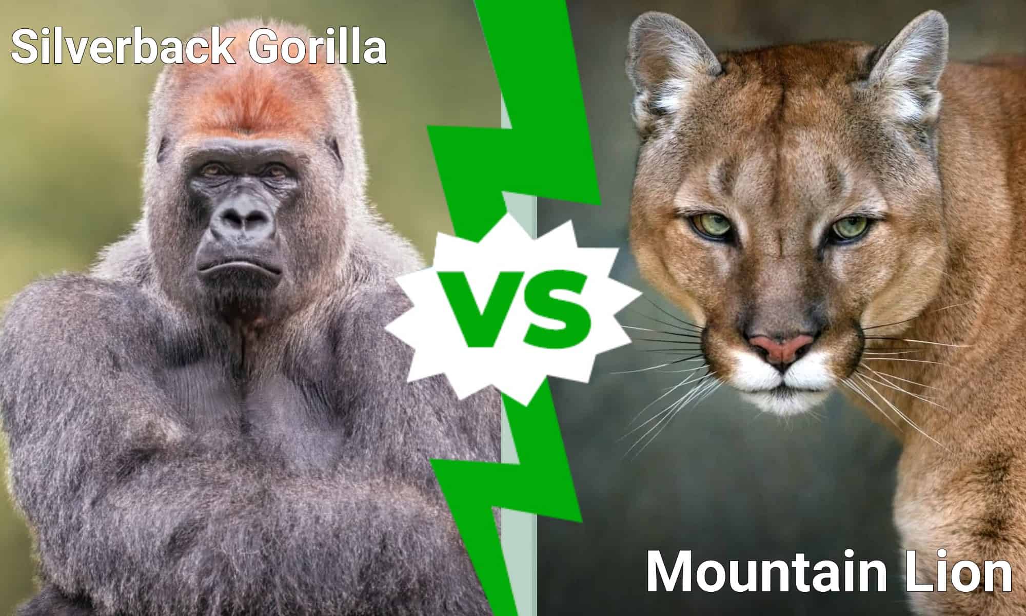 Silverback Gorilla vs. Mountain Lion: Which Powerful Animal Wins in a  Fight? - AZ Animals