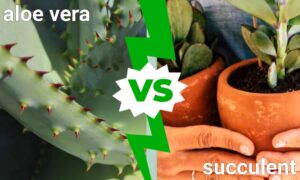 Succulent vs. Aloe Vera: Similarities and Differences Picture