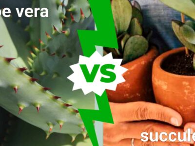 A Succulent vs. Aloe Vera: Similarities and Differences