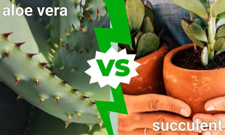 lotus flower seeds for sale Buy Wisitiria Lotus Seeds (30 seeds)