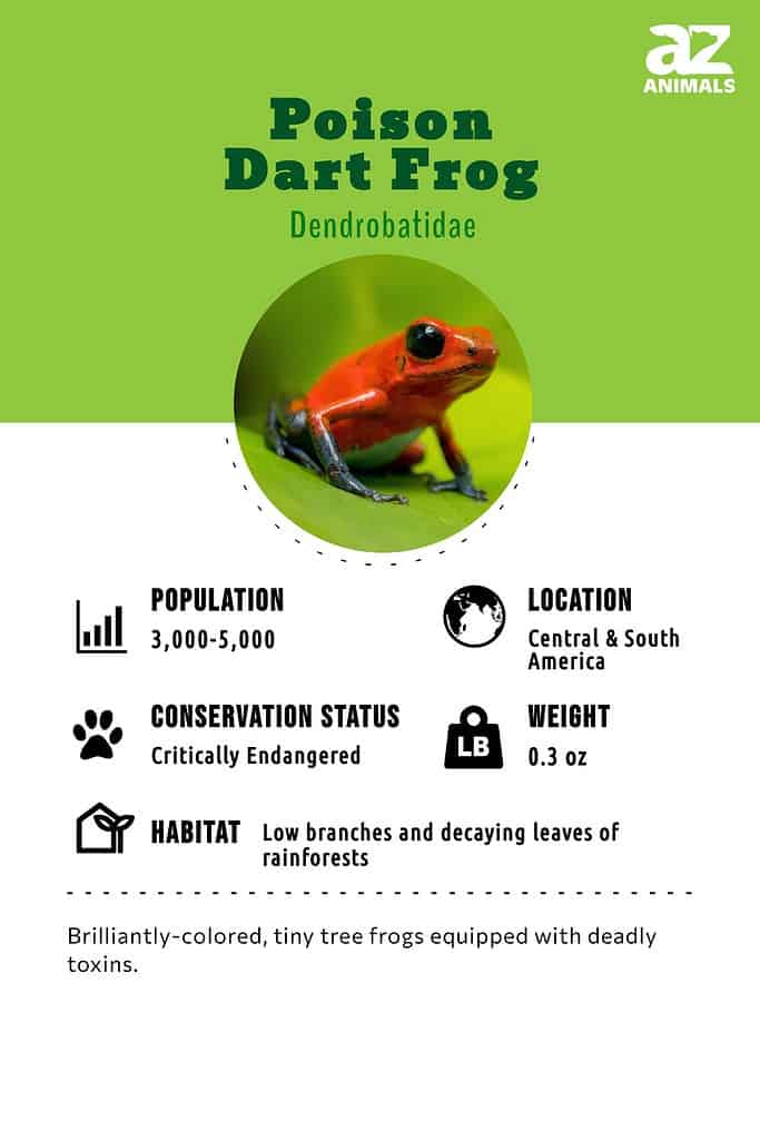 Poison Dart Frog Animal Facts - A-Z Animals