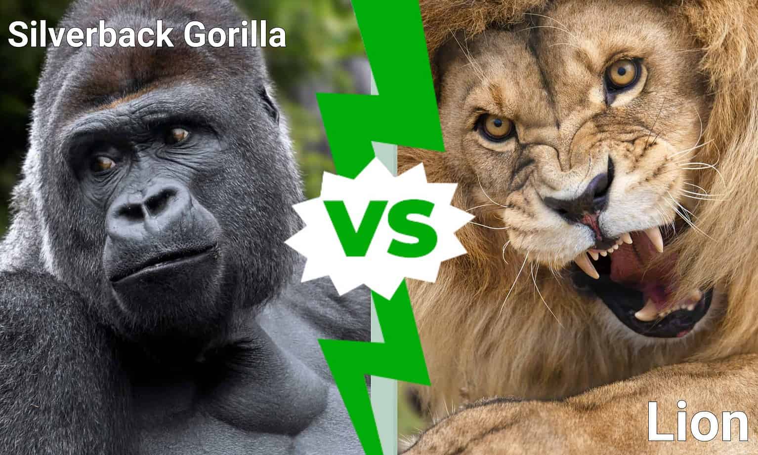 Discover Who Emerges Victorious In An Epic Silverback Gorilla Vs. Lion ...