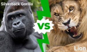 Discover Who Emerges Victorious in an Epic Silverback Gorilla vs. Lion Battle Picture