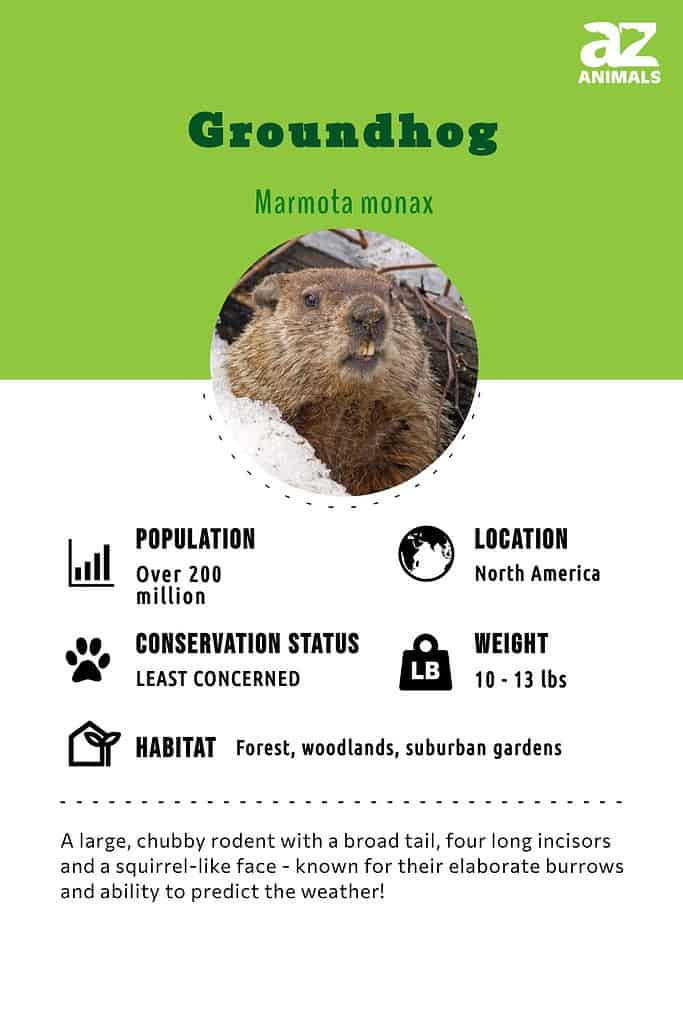 Groundhog (Woodchuck) AZ Animals