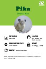 Pika Animal Facts - Ochotona - A-Z Animals