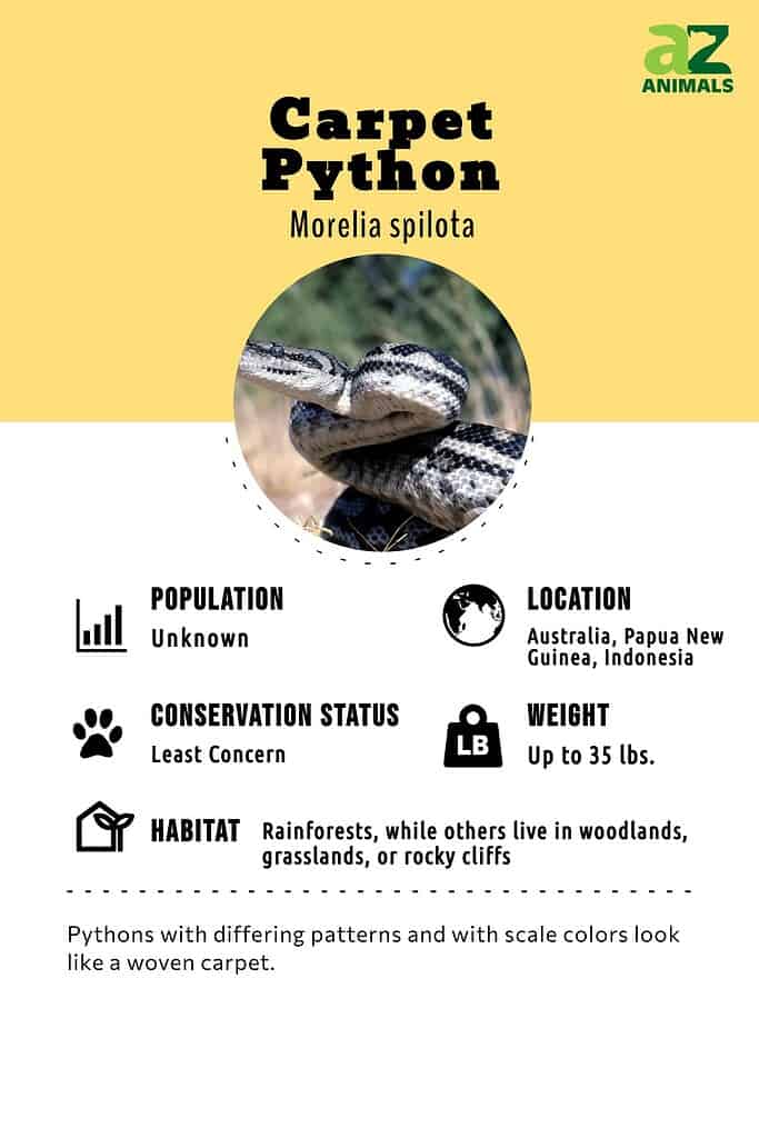 Carpet Python Animal Facts Morelia Spilota A Z Animals