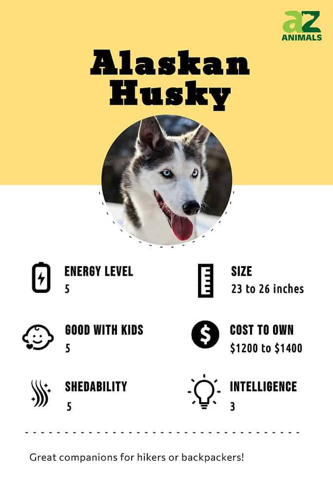 Alaskan store husky weight