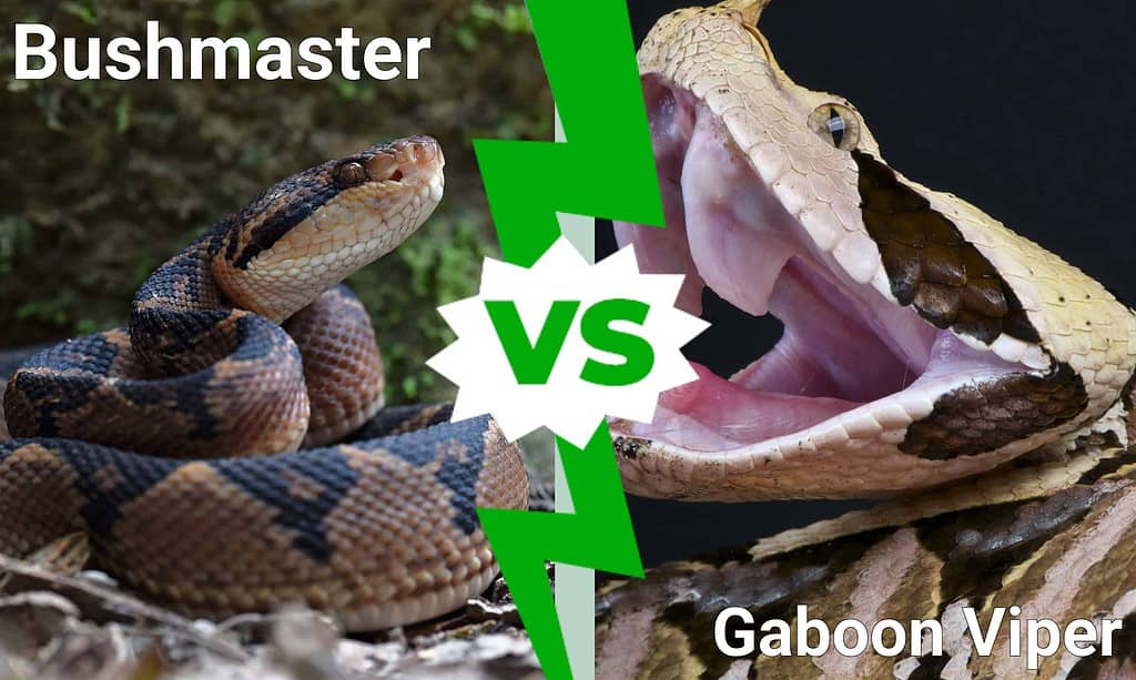 gaboon viper habitat