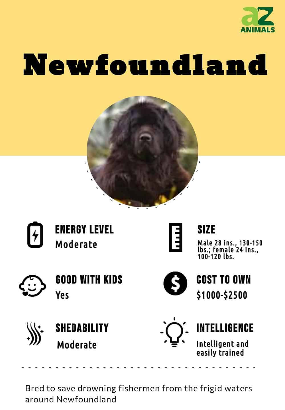 Newfoundland Dog Breed Complete Guide A Z Animals